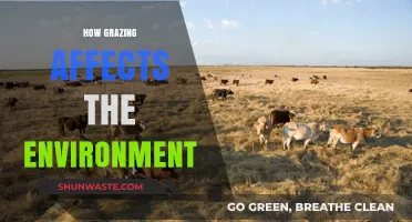 Grazing's Impact: Uncovering Environmental Effects on Land and Ecosystems