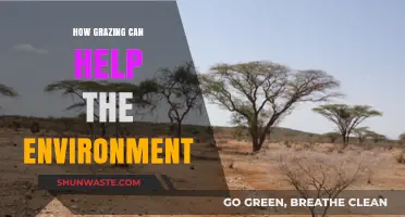 Grazing's Green Impact: How Livestock Can Restore Ecosystems Naturally