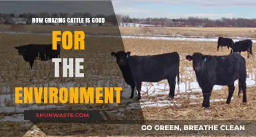 Grazing Cattle: Unlocking Eco-Friendly Benefits for a Greener Planet