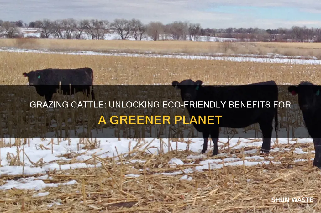 how grazing cattle is good for the environment