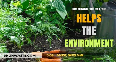 Sustainable Gardening: How Growing Your Own Food Benefits the Planet