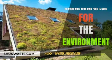 Sustainable Gardening: How Growing Your Own Food Benefits the Environment