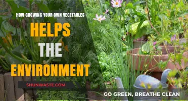 Green Thumb, Green Planet: Eco-Benefits of Growing Your Own Veggies