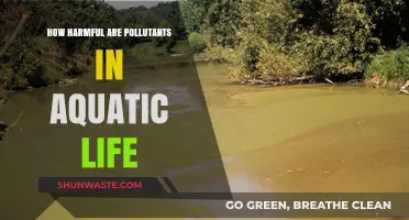 Aquatic Life: Pollutants' Harmful Impact