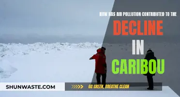 Air Pollution's Impact on Caribou Decline