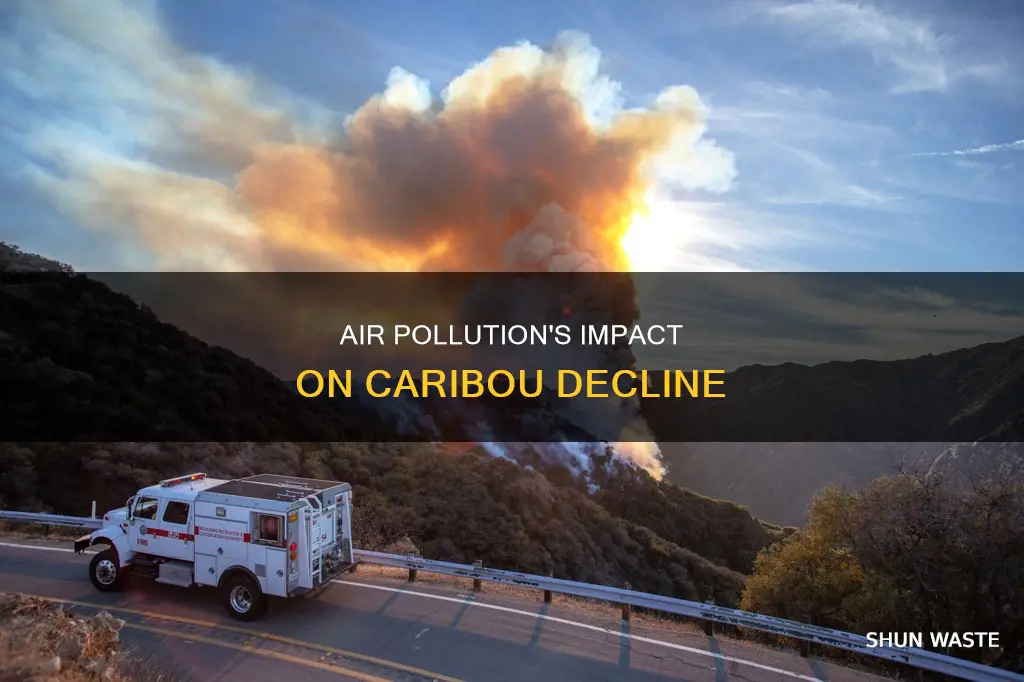 how has air pollution contributed to the decline in caribou