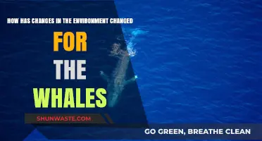 Environmental Shifts: How Whales Adapt to a Changing World