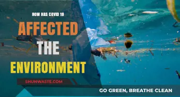 COVID-19's Environmental Impact: A Silver Lining Amidst the Pandemic?