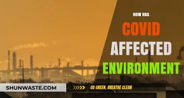 COVID-19's Environmental Impact: Positive Changes and Long-Term Challenges