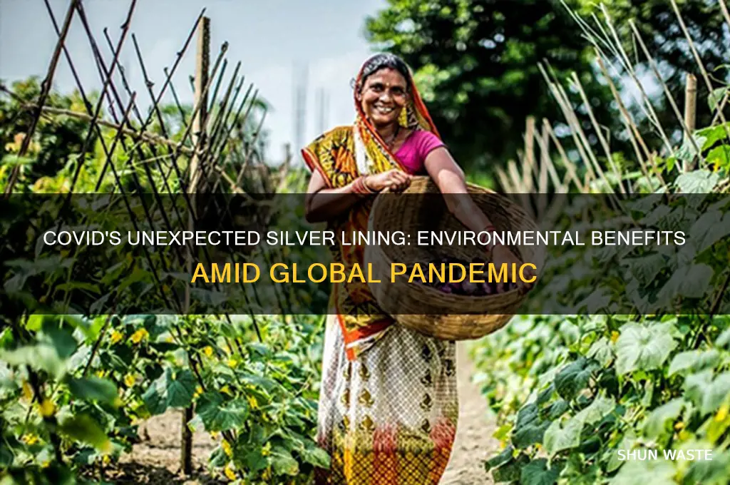 how has covid helped the environment