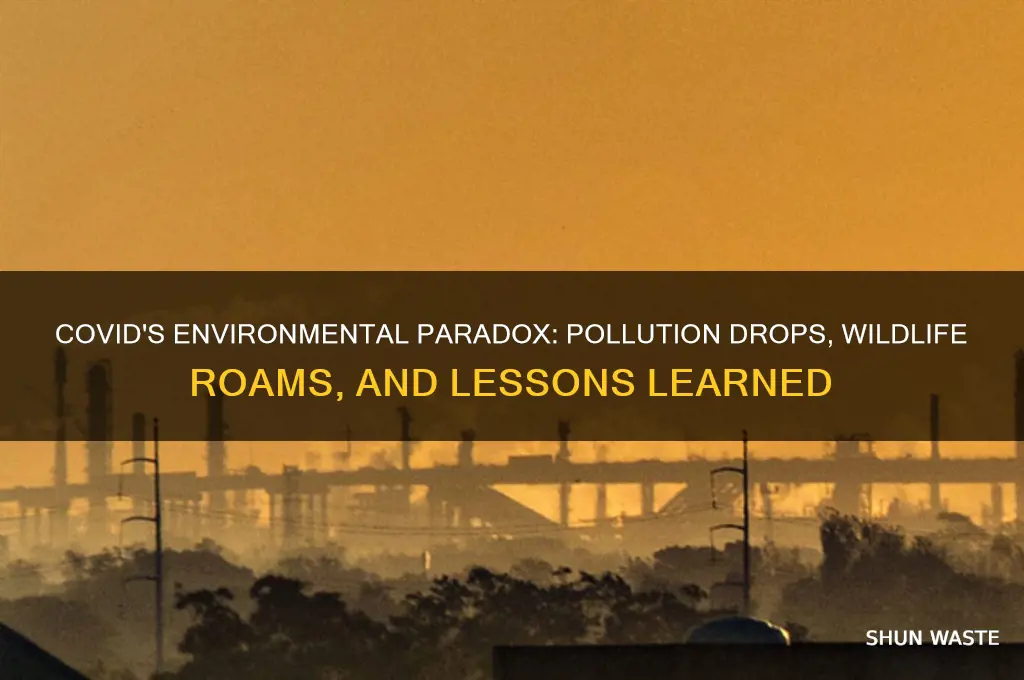 how has covid impacted the environment