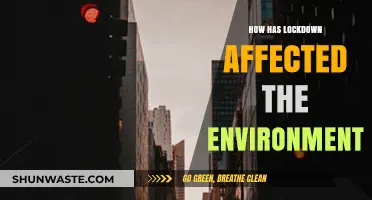 Lockdown's Environmental Impact: Positive Changes and Long-Term Effects Revealed