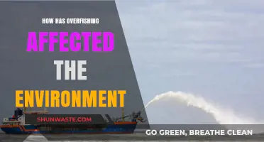 Overfishing's Devastating Impact: Environmental Consequences and Ecosystem Collapse Explained