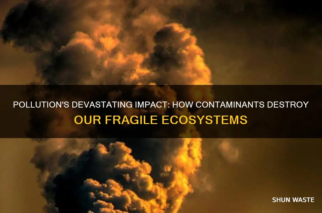 how has pollution adversely affect the environment