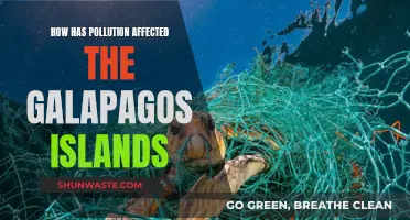 The Galapagos Islands: Pollution's Devastating Impact