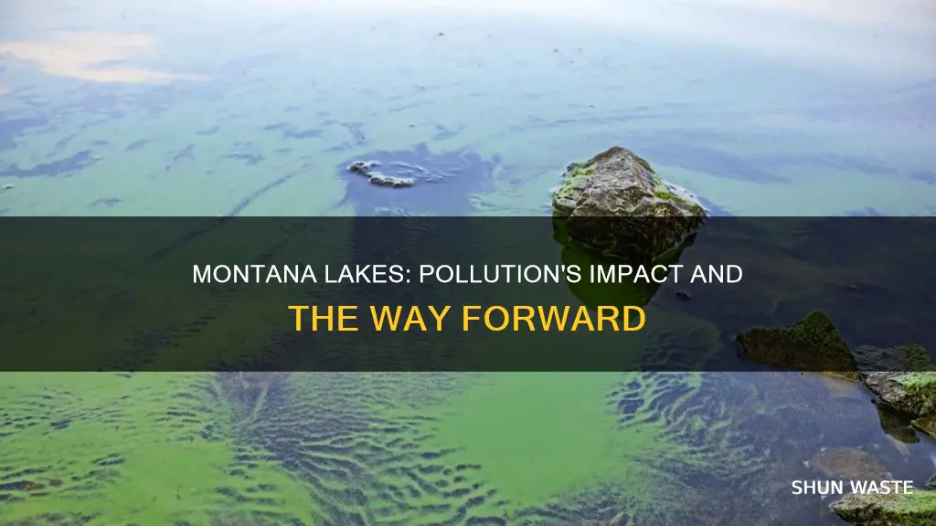 how has pollution affected the lakes in montana