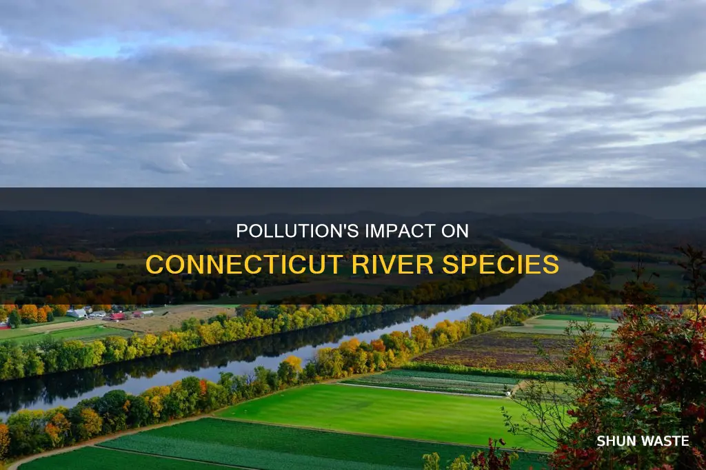 how has pollution affected the species in the ct river