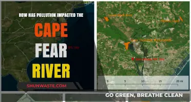 The Cape Fear River: Pollution's Impact