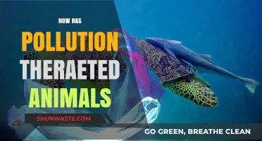 The Impact of Pollution on Animal Life
