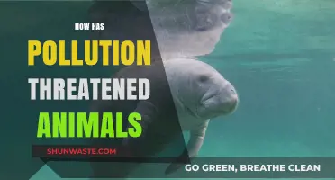 The Impact of Pollution on Animal Life