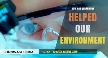 Quarantine's Silver Lining: Unveiling Nature's Revival and Environmental Healing