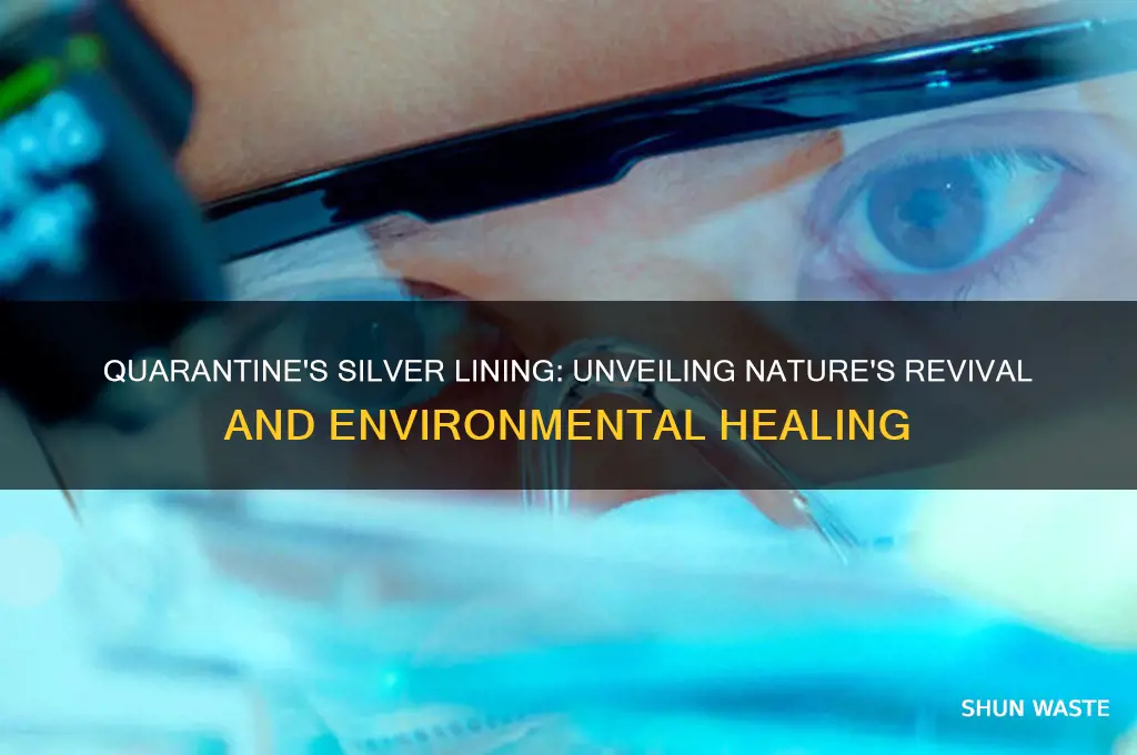 how has quarantine helped our environment