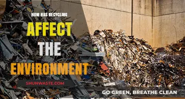 Recycling's Impact: Transforming Waste into Environmental Sustainability and Conservation