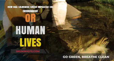 Talmadge Creek's Environmental Impact: Effects on Nature and Communities