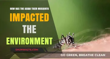 Asian Tiger Mosquito: Environmental Impacts and Ecosystem Disruptions Explored