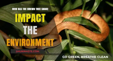 Brown Tree Snake: Devastating Guam's Ecosystem and Biodiversity