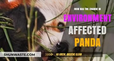Environmental Shifts: Impact on Panda Habitats and Survival Challenges