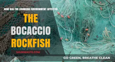 Environmental Shifts Impacting Bocaccio Rockfish: A Deep Dive