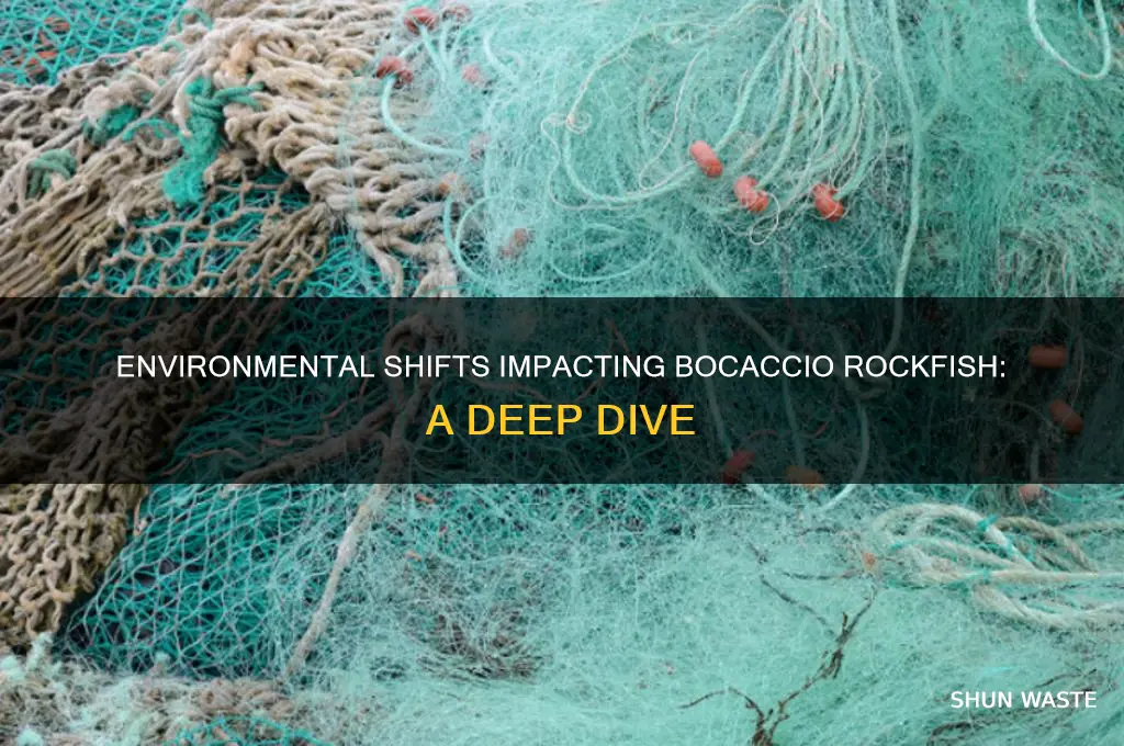 how has the changing environment affected the bocaccio rockfish