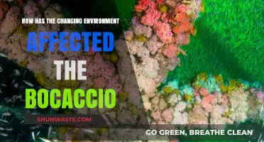 Environmental Shifts and Their Impact on Bocaccio Populations