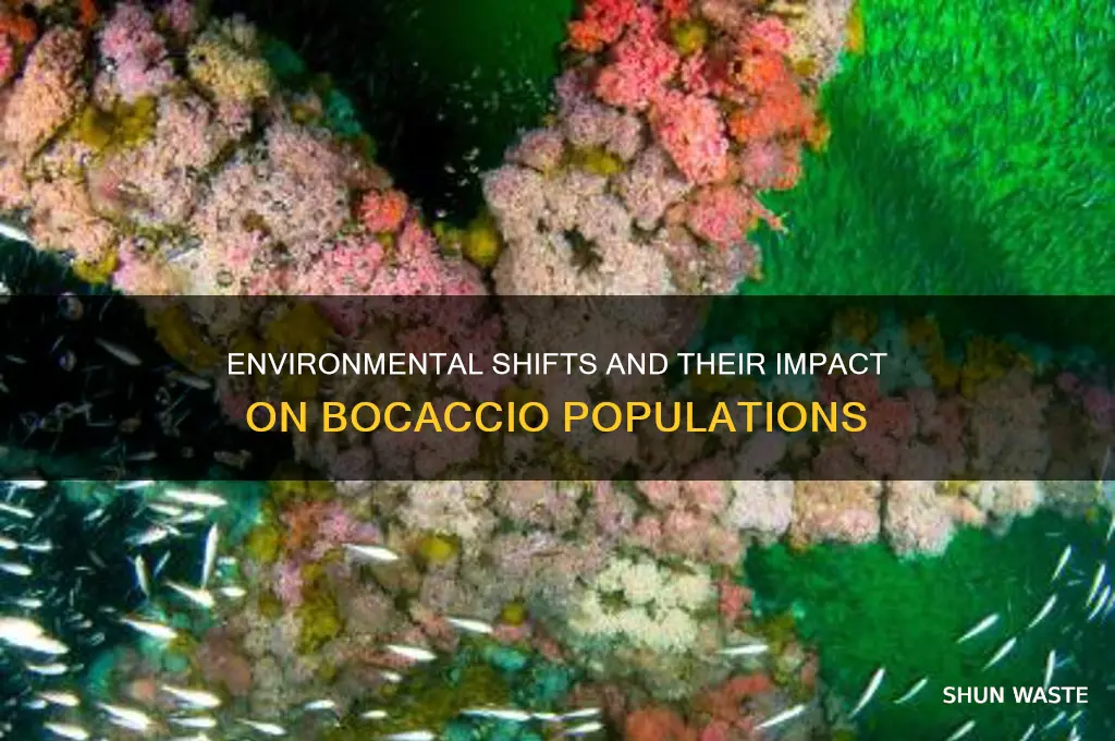 how has the changing environment affected the bocaccio