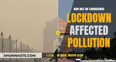 Lockdown's Impact: Pollution Declines, Nature's Revival