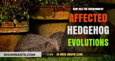 Environmental Shifts and Hedgehog Evolution: A Survival Adaptation Journey