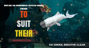 Environmental Shifts: How Sharks Evolved to Thrive in Changing Ecosystems