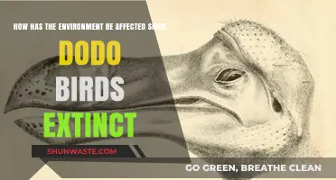 Dodo Birds' Extinction: Environmental Impacts and Ecosystem Changes Explored