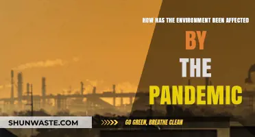Pandemic's Environmental Impact: Unraveling Nature's Response to Global Lockdown