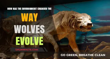 Environmental Shifts: Shaping Wolf Evolution and Survival Strategies