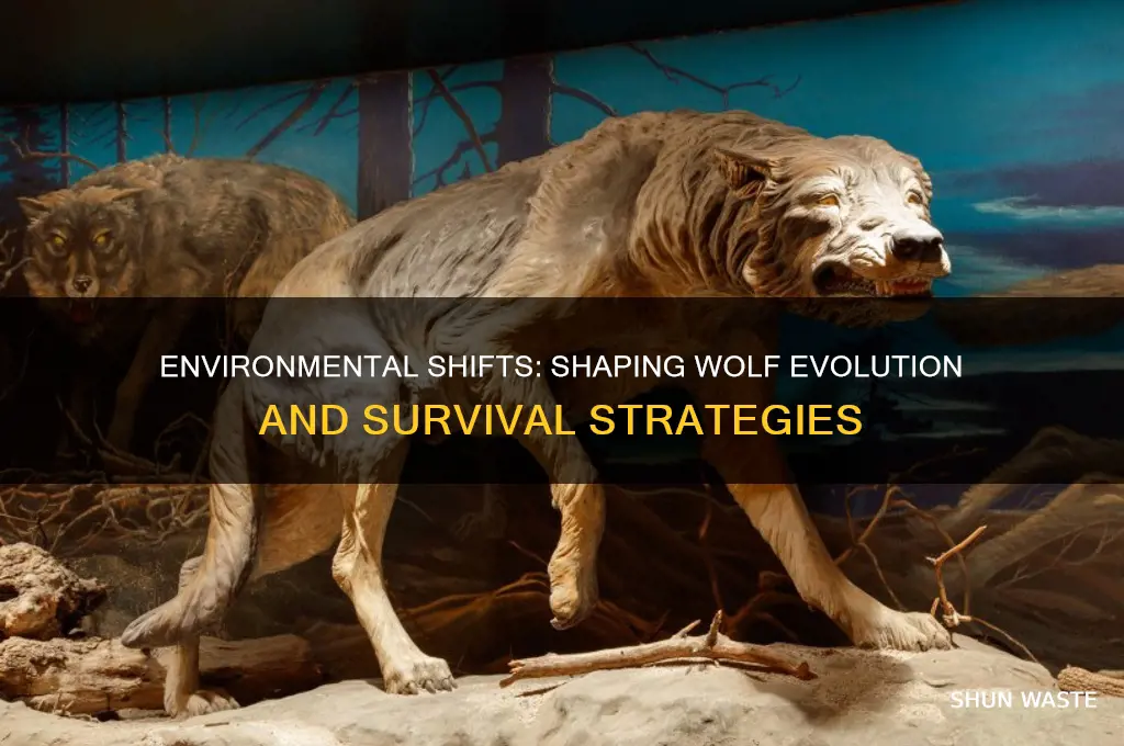 how has the environment changed the way wolves evolve