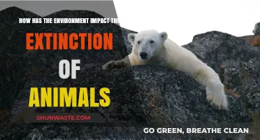Environmental Changes and Their Role in Animal Extinction: A Deep Dive
