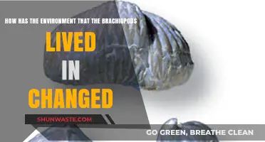 Shifting Seas: The Evolving Habitats of Ancient Brachiopods Over Time