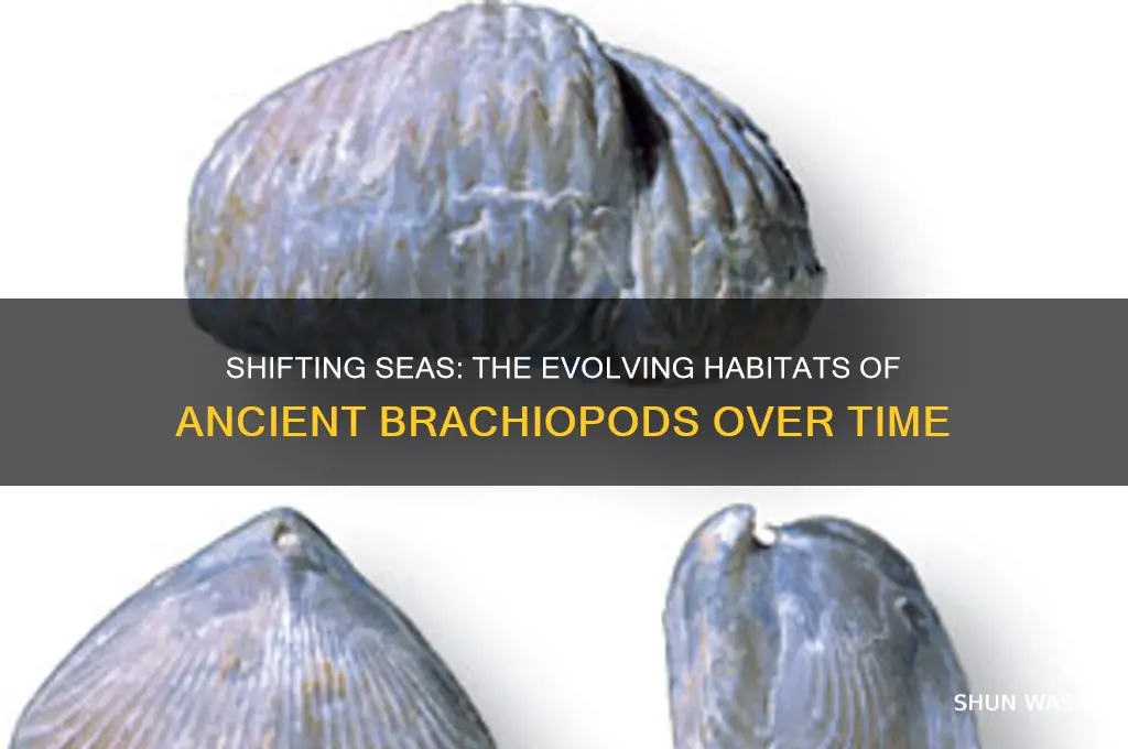 how has the environment that the brachiopods lived in changed