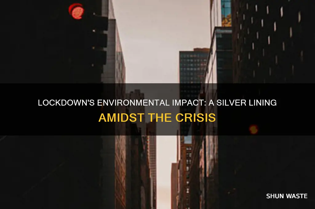 how has the lockdown affected the environment