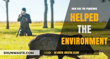 Pandemic's Silver Lining: Unveiling Nature's Revival Amid Global Crisis