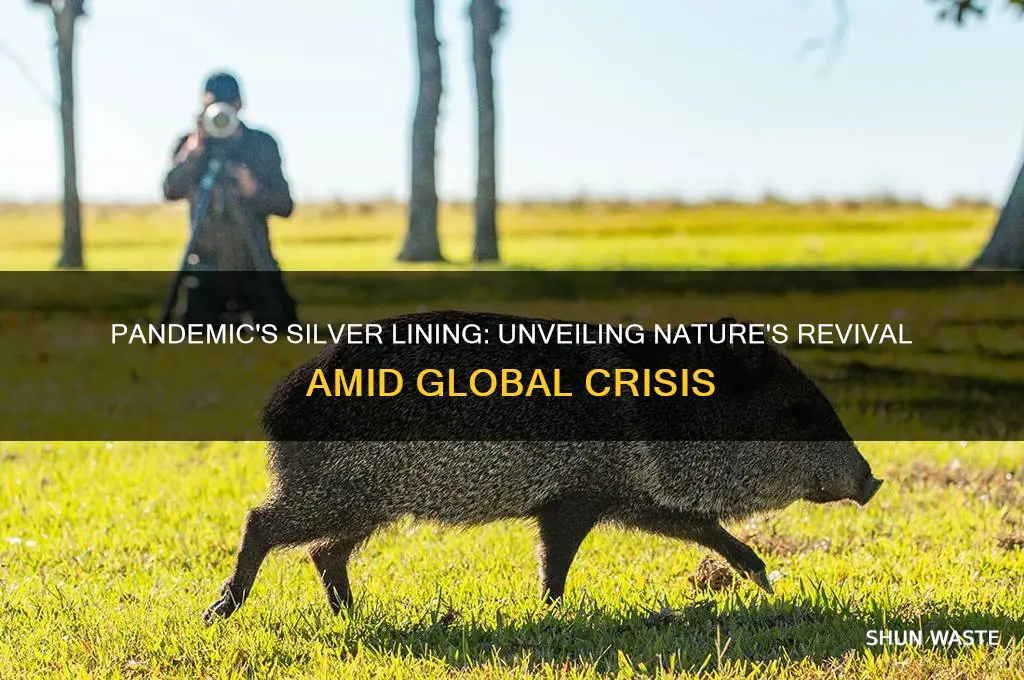 how has the pandemic helped the environment
