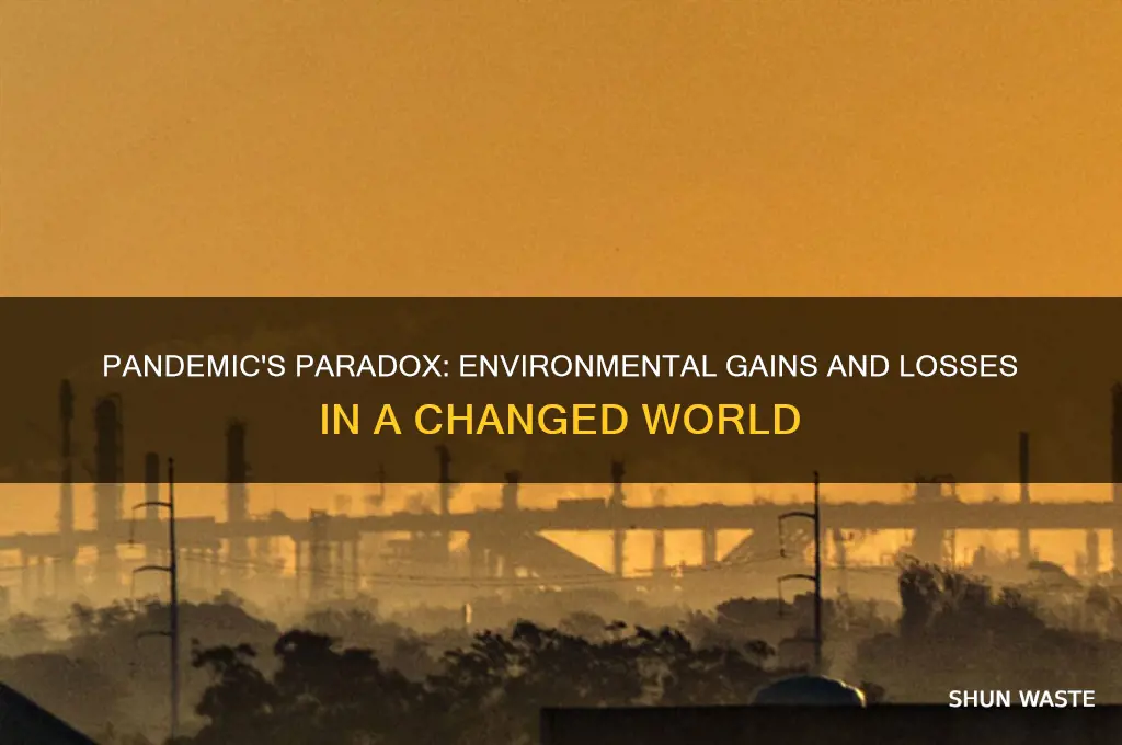 how has the pandemic impacted the environment