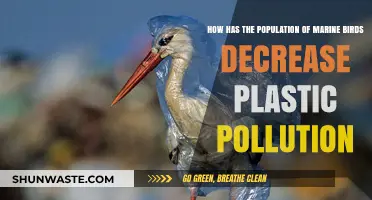 Marine Birds: Population Declines and Plastic Pollution